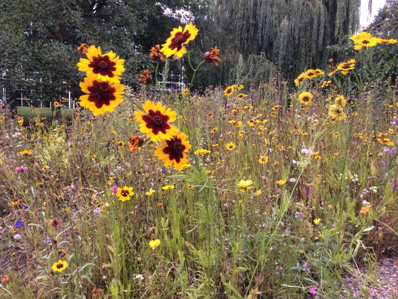 Image: Photograph of flowers in the university grounds