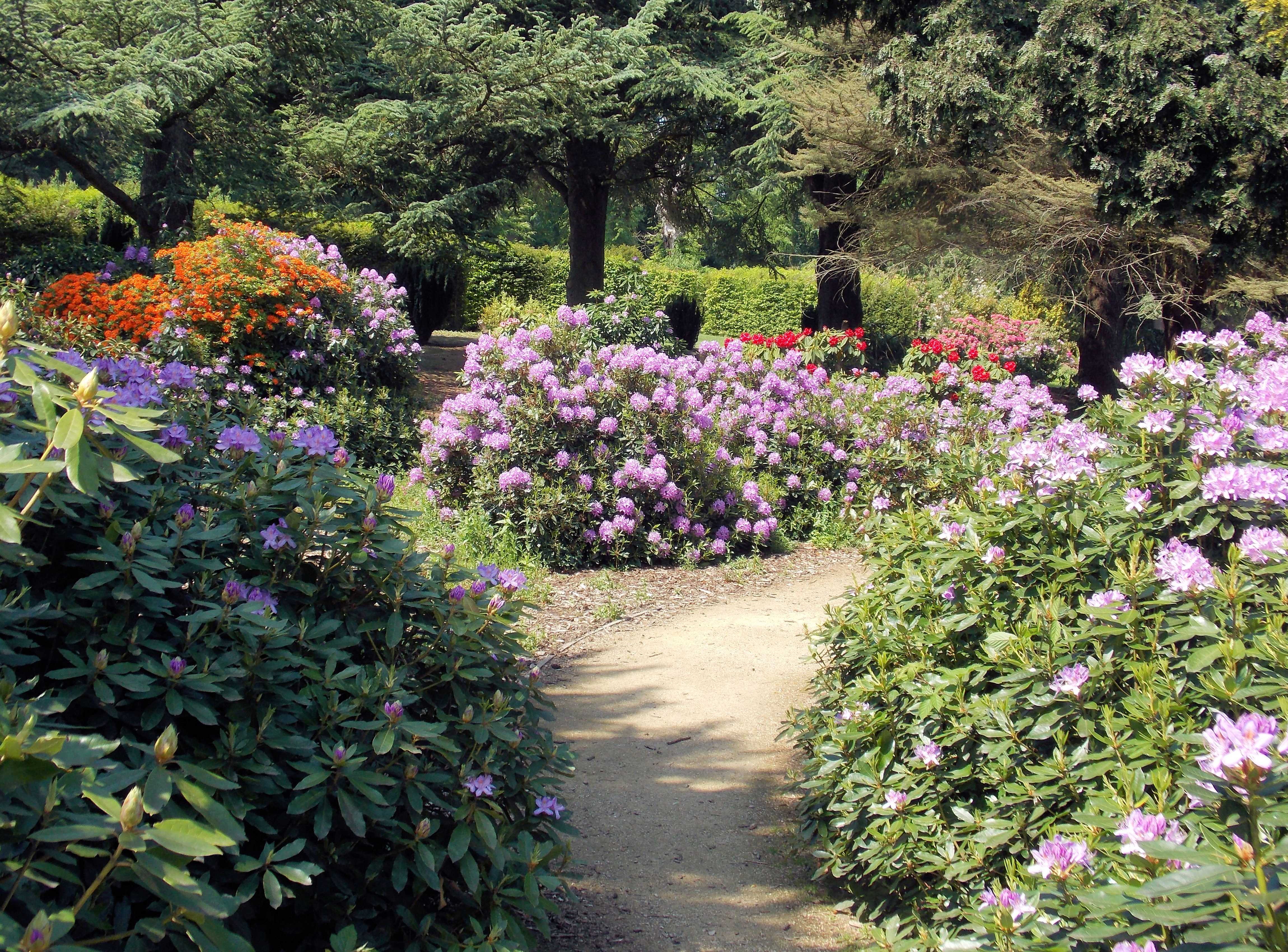 Image: Photograph of the rhododendron garden at Wentworth